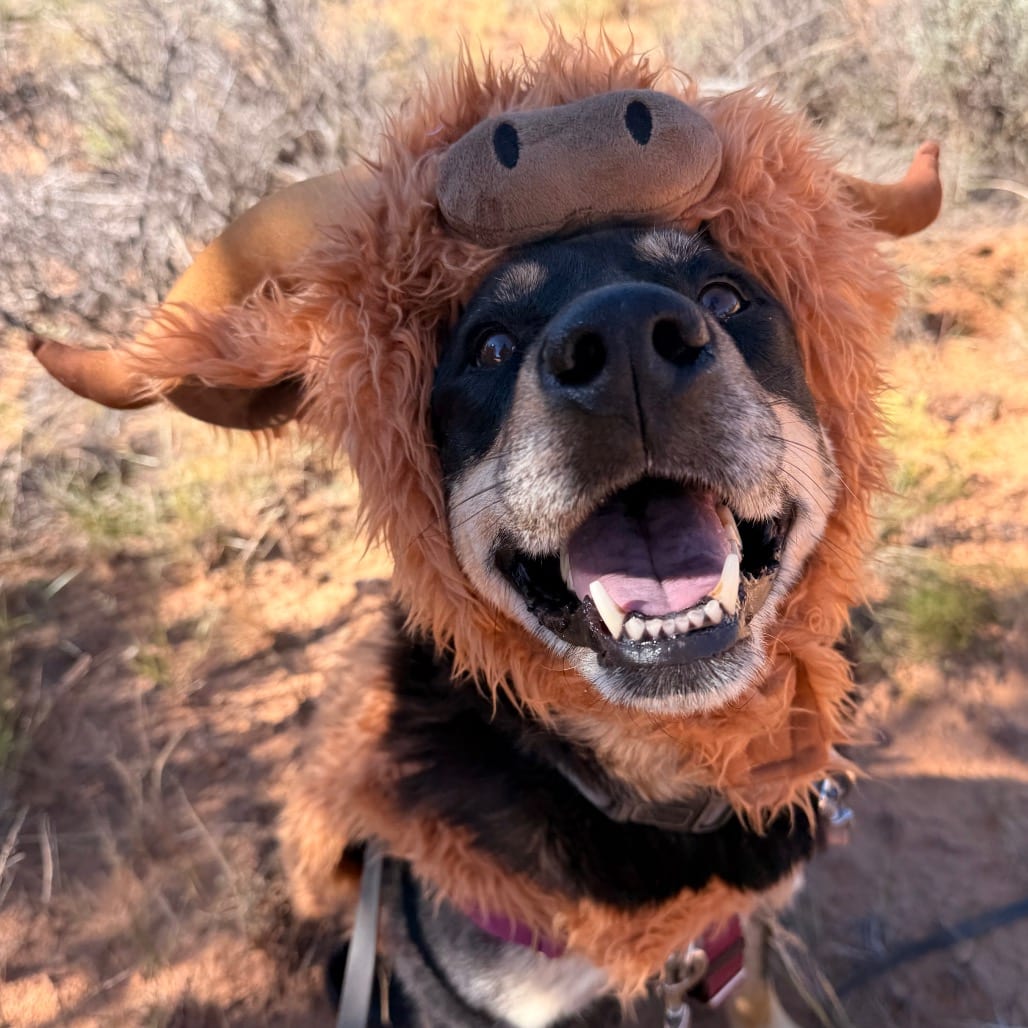 Photo of Roxy, adoptable senior Rottweiler / Mix in Kanab, Utah