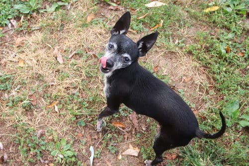 Photo of Mouse, adoptable senior Chihuahua in St Peters, Missouri