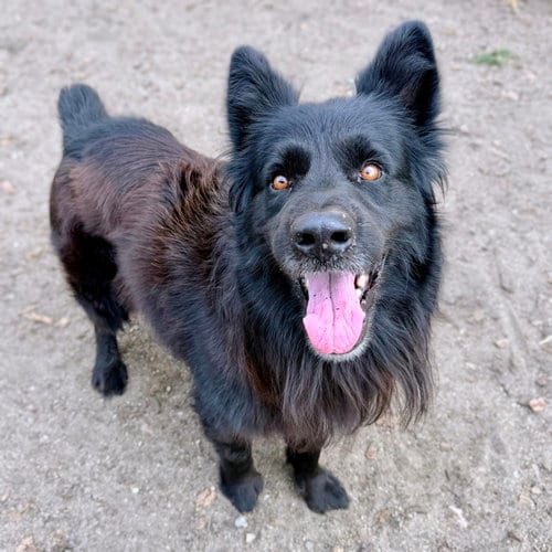 Photo of Potts, adoptable senior Shepherd in Oakland, California
