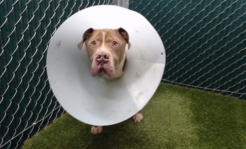 Photo of Robotron, adoptable senior Pit Bull Terrier in Downey, California