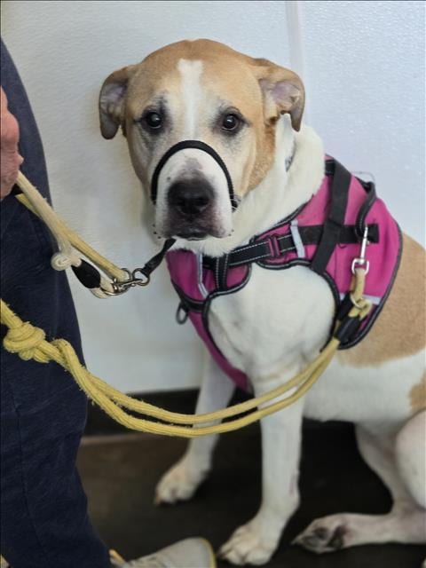Photo of Yager, adoptable senior Saint Bernard in Chatsworth, California