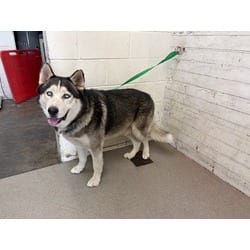 Photo of Pua, adoptable senior Husky in San Bernardino, California