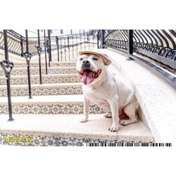 Photo of Hatch, adoptable senior Mixed Breed (Medium) in West Palm Beach, Florida