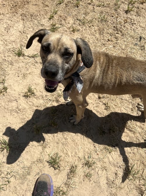 Photo of Beau, adoptable senior Black Mouth Cur in Gun Barrel City, Texas