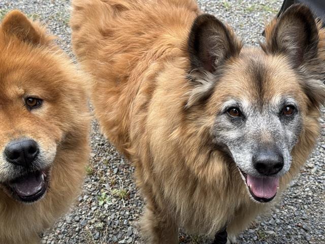 Photo of Blaze, adoptable senior German Shepherd Dog mix in Kent, Washington