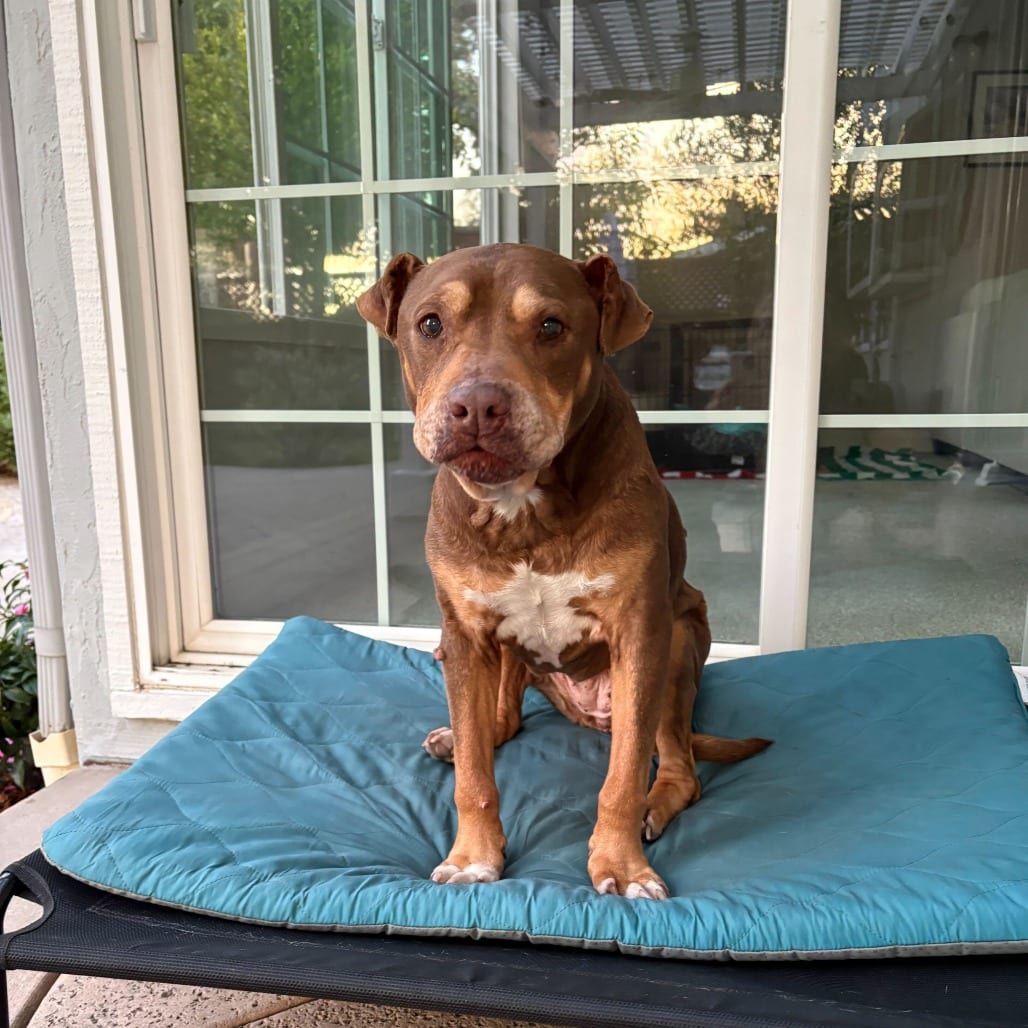 Photo of Bailey, adoptable senior Terrier, Pit Bull in California, California