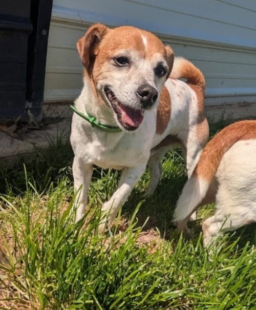 Photo of Radar, adoptable senior Jack Russell Terrier in Westminster, Maryland