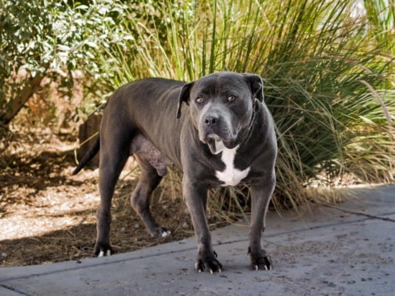 Photo of Biggie, adoptable senior Mixed Breed in Santa Fe, New Mexico