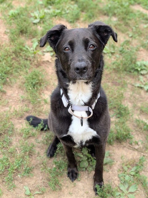 Photo of Roxy, adoptable senior Labrador Retriever in St Peters, Missouri