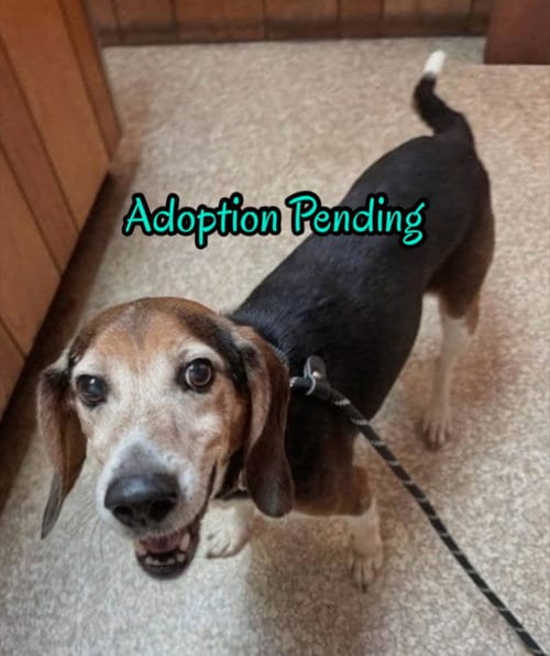 Photo of Denton, adoptable senior Beagle in Dunnellon, Florida
