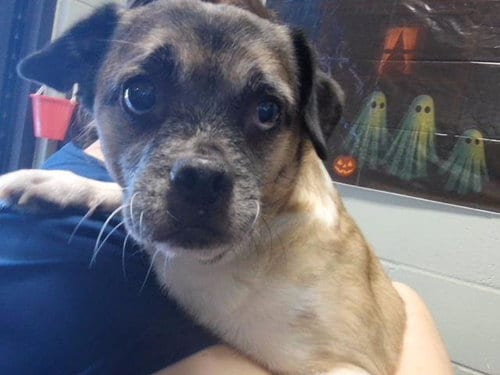 Photo of Errol, adoptable senior Chihuahua in Tulsa, Oklahoma