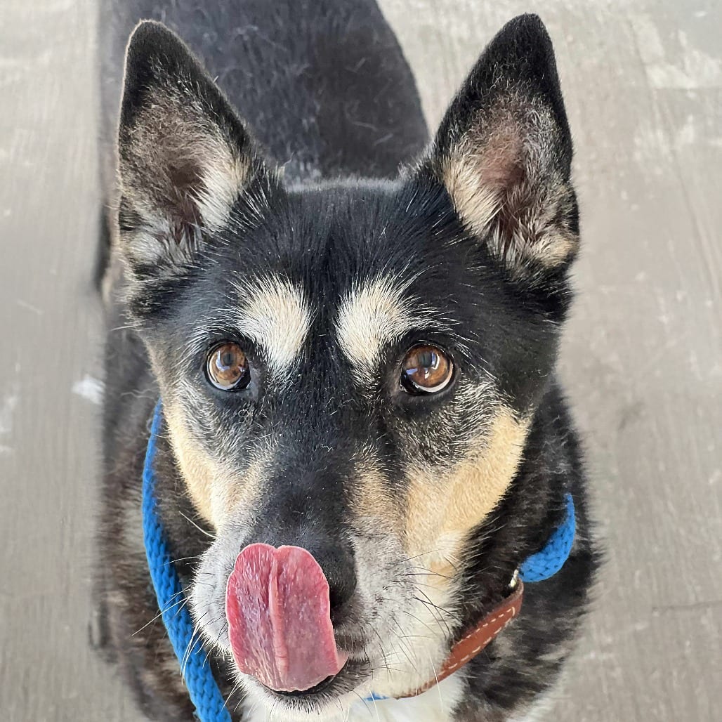 Photo of Denice, adoptable senior Shepherd / Mix in Weatherford, Texas