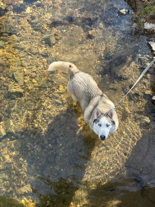 Skylar *foster needed, adoptable senior Husky in Landenberg, PA