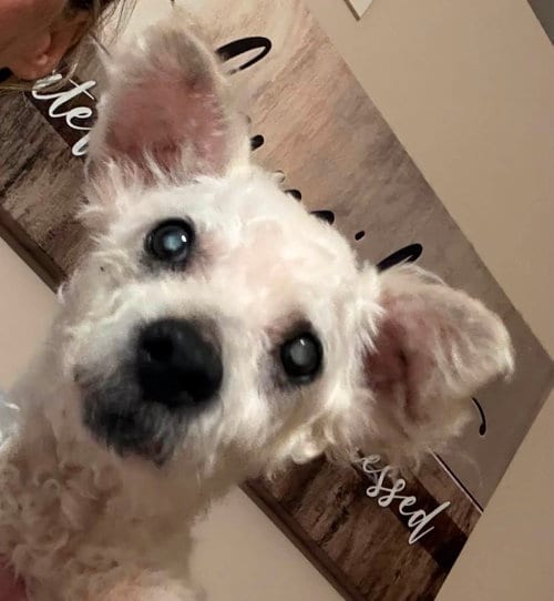 Photo of Atticus, adoptable senior Poodle (Miniature) in bloomington, Illinois