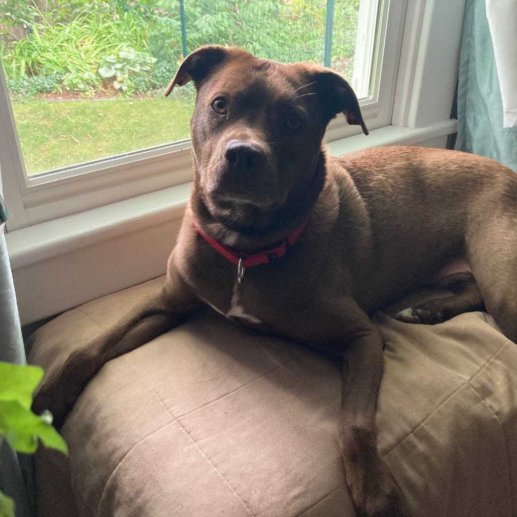 Photo of Rex, adoptable senior Retriever, Labrador / Mix in South Elgin, Illinois