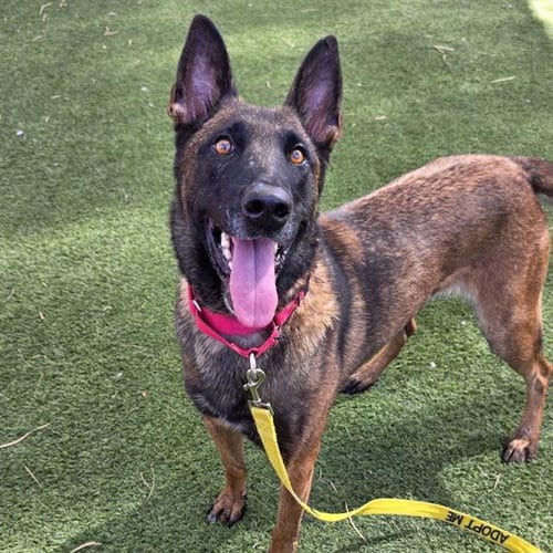 Photo of Naughty, adoptable senior Belgian Shepherd Malinois in Las Vegas, Nevada