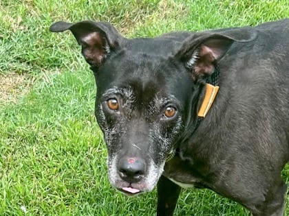 Photo of Sadie, adoptable senior dog in Georgetown, Texas