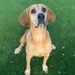 Photo of Scarlett 9509, adoptable senior Bloodhound in Loxahatchee, Florida
