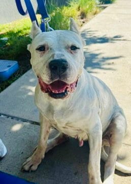 Photo of London, adoptable senior Mastiff in Martinez, California