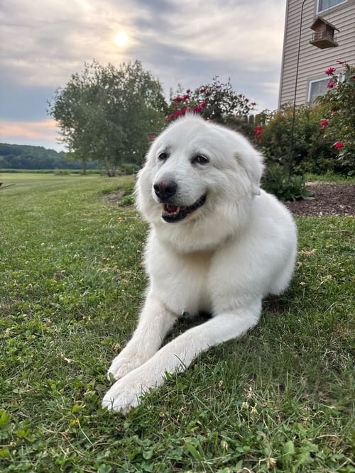 Photo of Sugar Honey, adoptable senior Great Pyrenees in Berwick, Pennsylvania