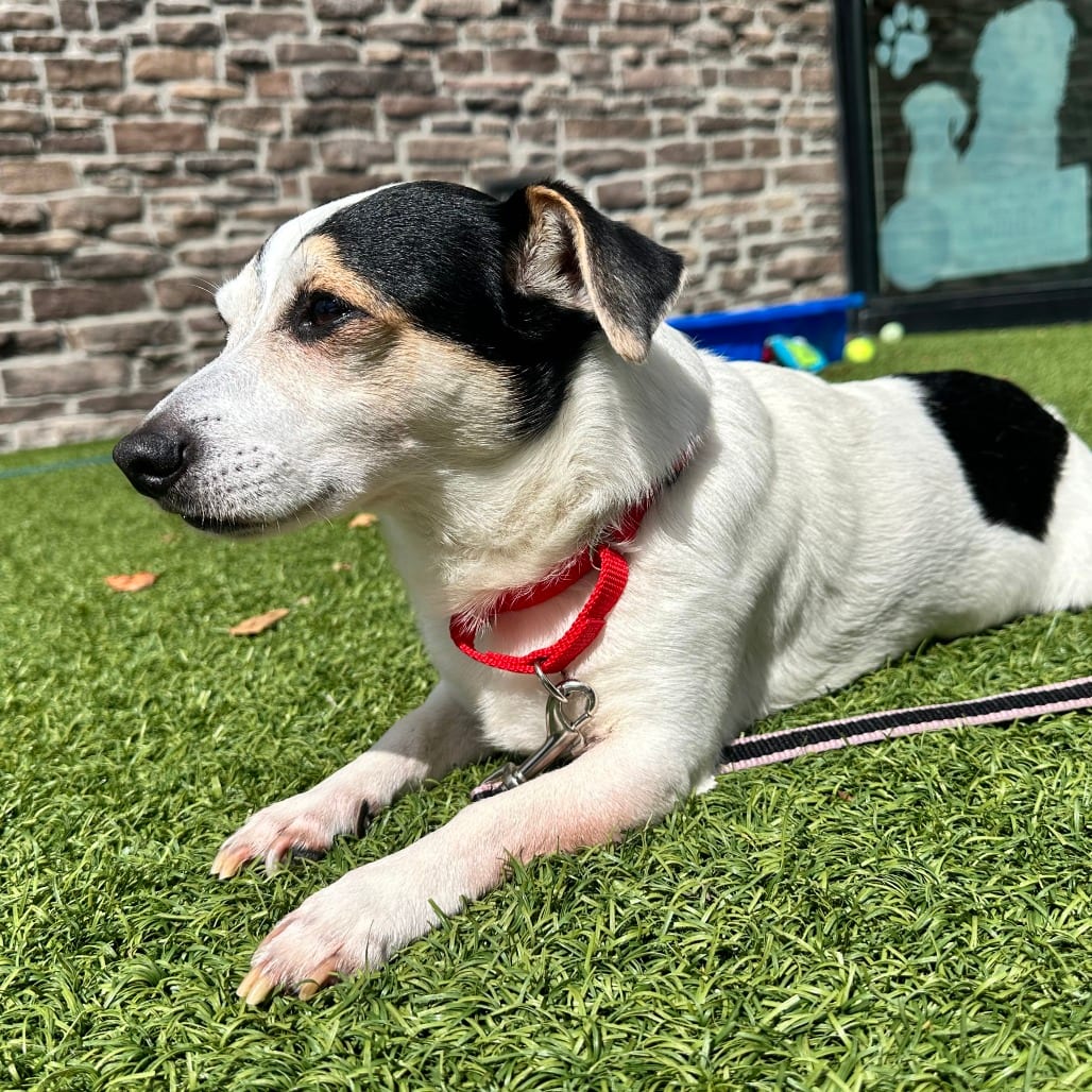 Photo of Bernie, adoptable senior Mixed Breed (Small) in Dayton, Ohio