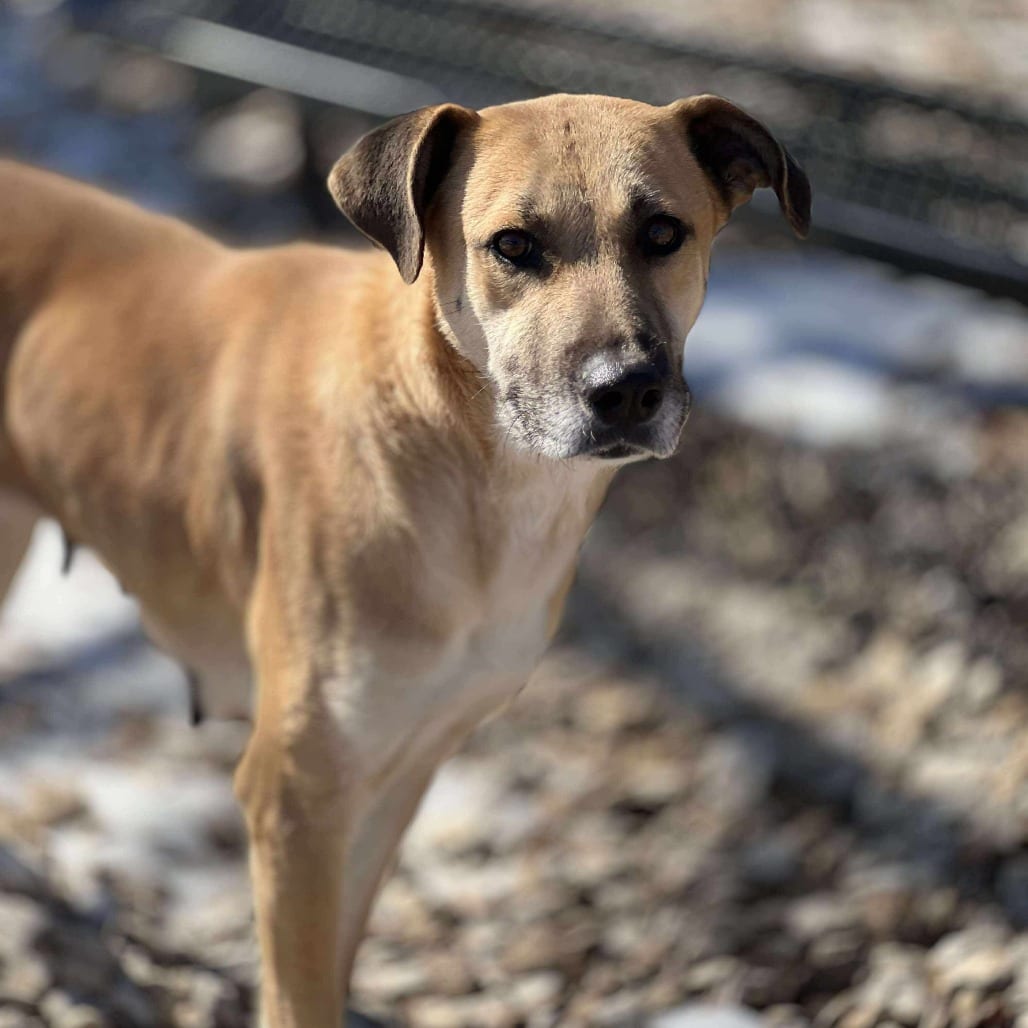 Photo of Whitney, adoptable senior Shepherd / Mix in Weatherford, Texas