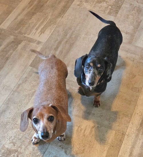 Photo of Pepper & Scooby, adoptable senior Dachshund in Taunton, Massachusetts