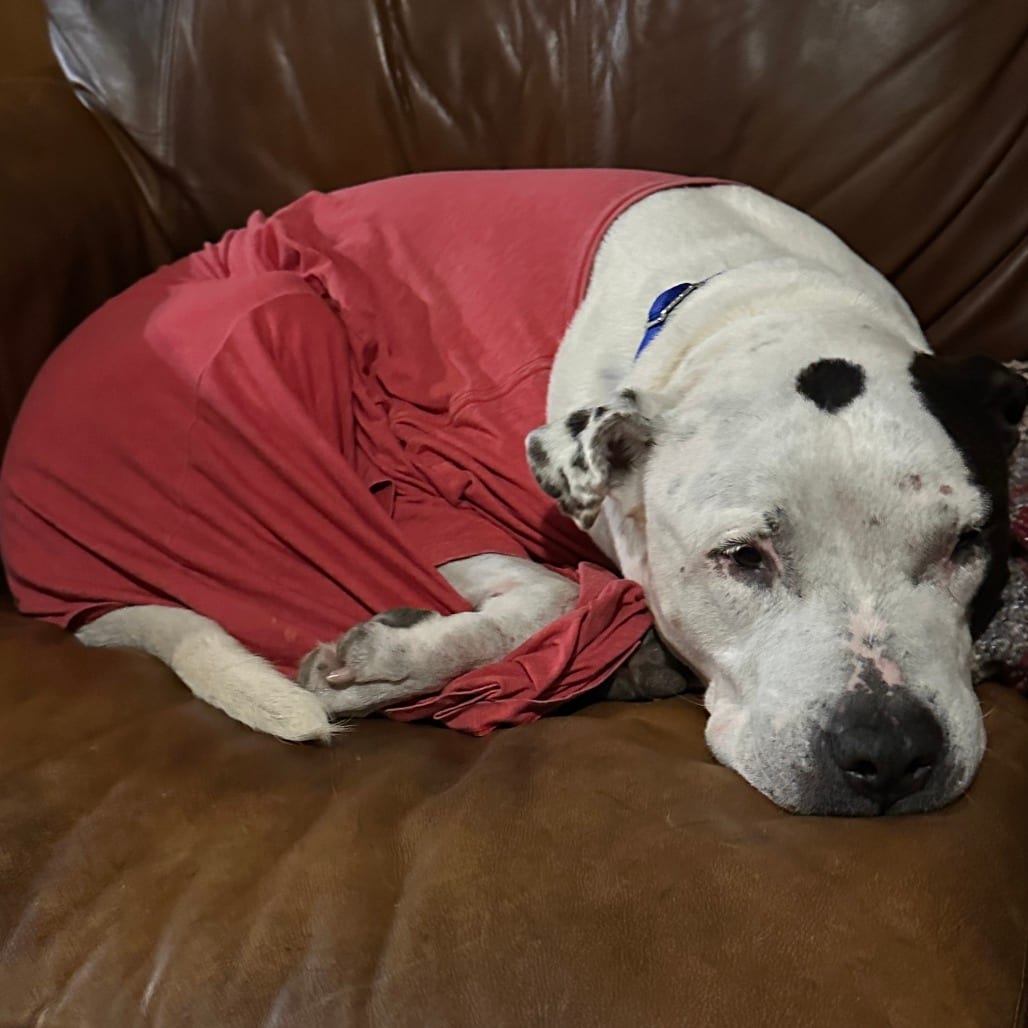 Photo of Boston, adoptable senior Mixed Breed (Large) in Gainesville, Florida