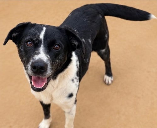Photo of Daisy, adoptable senior Border Collie in Burnsville, North Carolina
