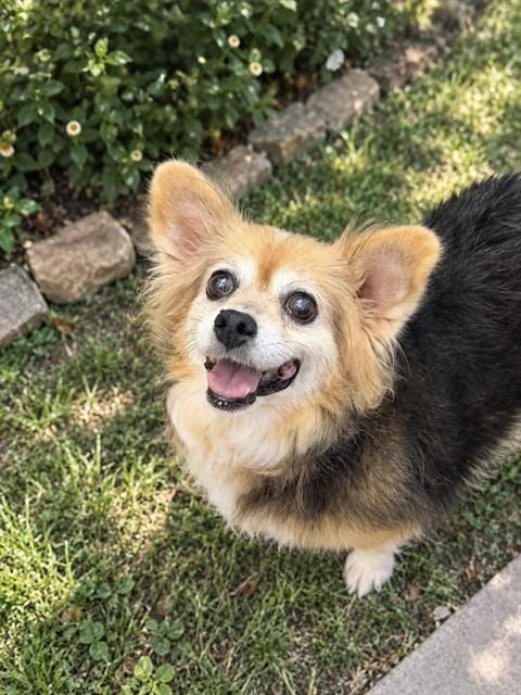 Photo of Mary, adoptable senior Chihuahua in Statesville, North Carolina