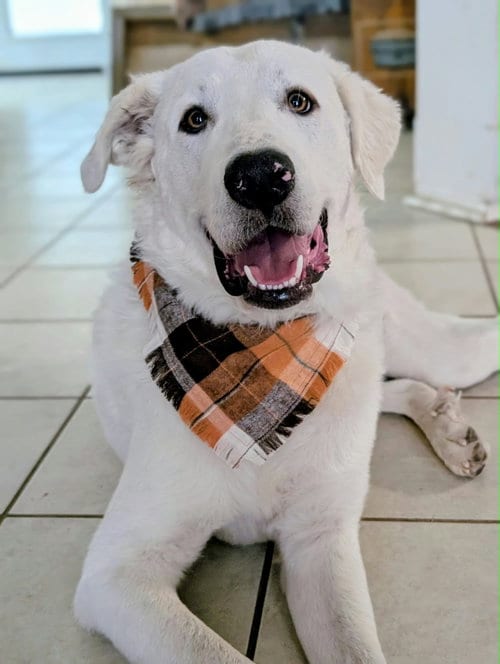 Photo of Geralt, adoptable senior Great Pyrenees in Bend, Oregon
