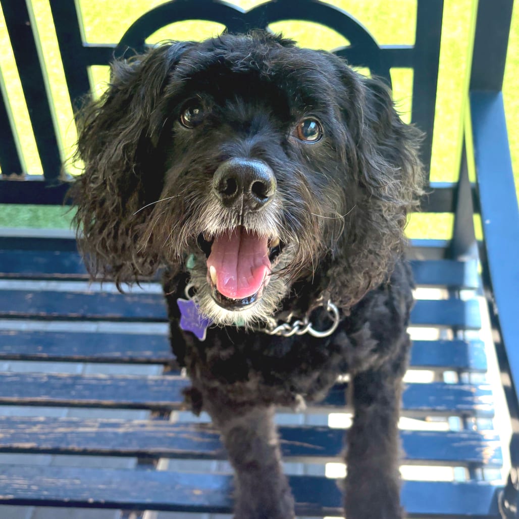 Photo of Inky, adoptable senior Spaniel, Cocker / Mix in San Francisco, California