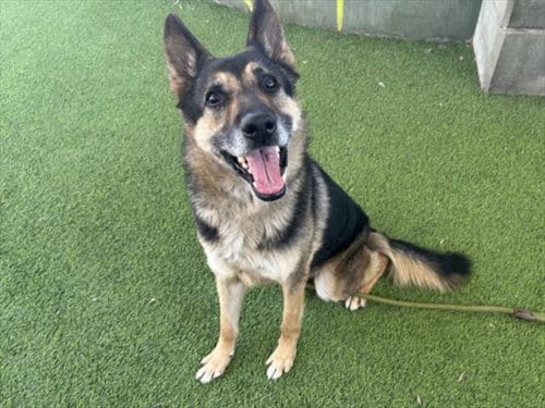 Photo of Sultan, adoptable senior German Shepherd Dog in Van Nuys, California