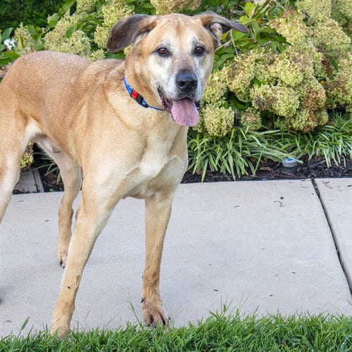 Photo of Mauri, adoptable senior Anatolian Shepherd in Maryland, Missouri
