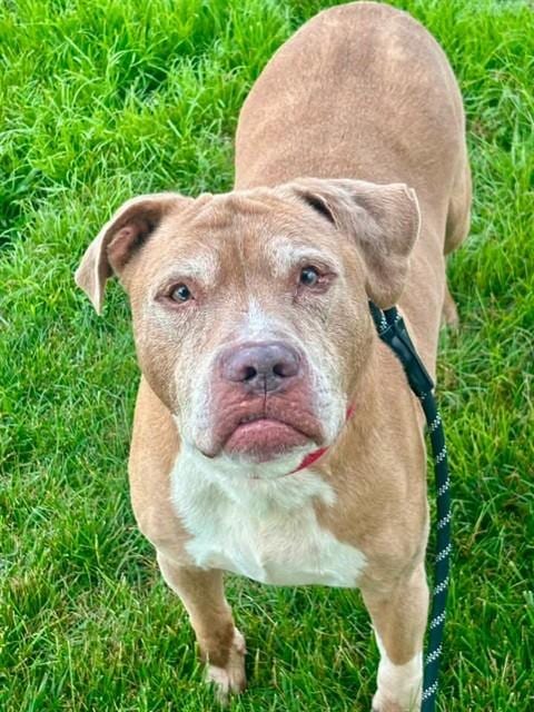 Photo of Tyler, adoptable senior Pit Bull Terrier in St Peters, Missouri