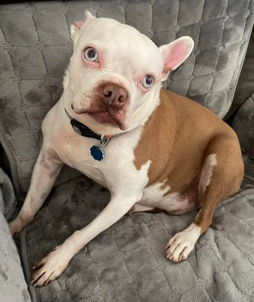 Photo of Scout - HOSPICE FOSTER, adoptable senior Boston Terrier in Plano, Texas