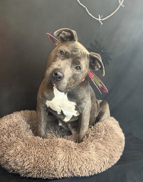 Photo of Lollipop, adoptable senior Pit Bull Terrier in Fairfield, California