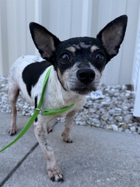 Photo of Junie, adoptable senior Chihuahua in Naples, Florida