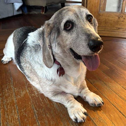 Photo of Petunia, adoptable senior Basset Hound in Milmay, New Jersey