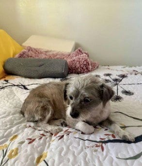 Photo of Sandi, adoptable senior Terrier in Woodland, California