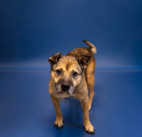 Photo of Sweetie, adoptable senior Shepherd cross in Lawrenceville, Georgia