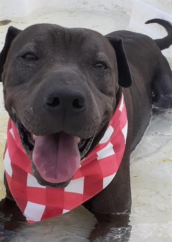 APOLLO, adoptable senior Pit Bull Terrier in Green Cove Springs, FL