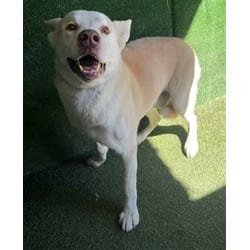 Photo of Kai, adoptable senior Husky in Lancaster, California