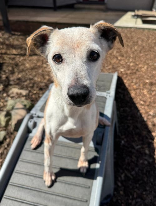 Photo of Penny, adoptable senior Jack Russell Terrier in Sequim, Washington