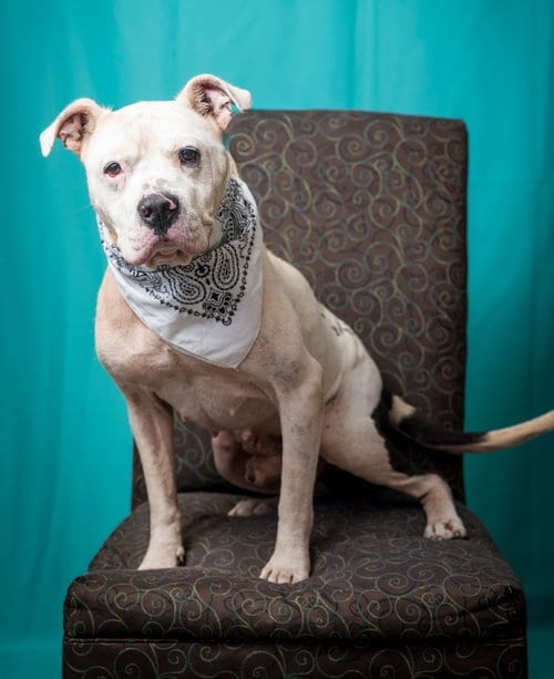 Photo of Bo, adoptable senior Pit Bull Terrier in North Myrtle Beach, South Carolina