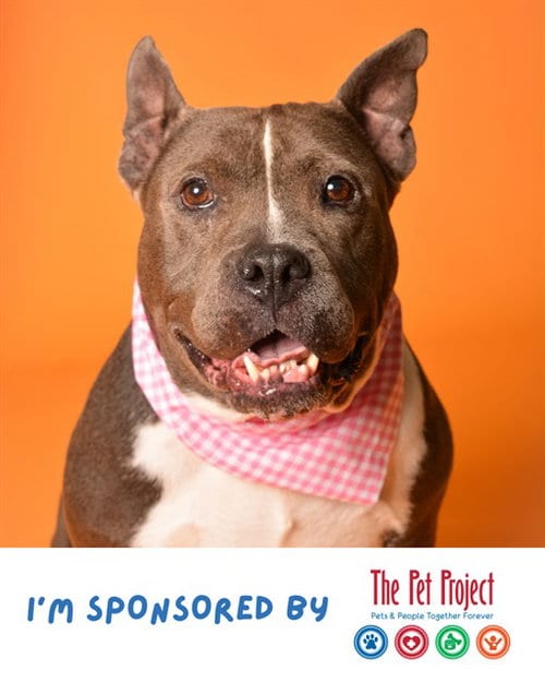 Photo of Della, adoptable senior American Staffordshire Terrier in Fort Lauderdale, Florida