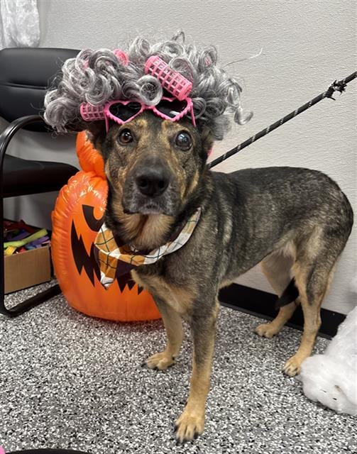 Photo of Hope, adoptable senior German Shepherd Dog in Rosenberg, Texas