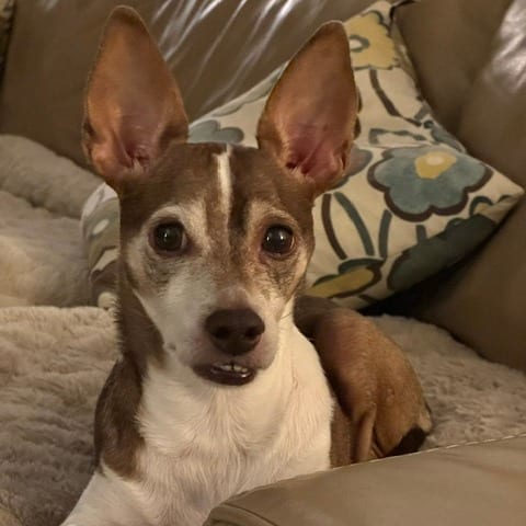 Photo of Yogi Berra, adoptable senior Mixed Breed (Medium) in Dallas, Texas