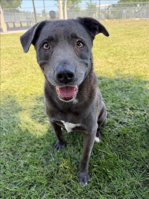 Photo of Maud, adoptable senior Labrador Retriever in Conroe, Texas