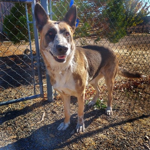 Photo of Reba, adoptable senior German Shepherd Dog in Yreka, California